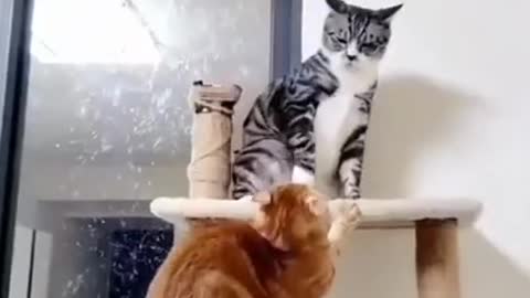 synchronized slapping cat