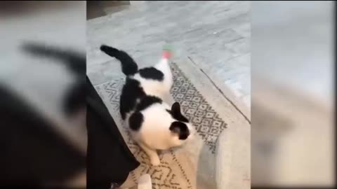 Dancing cat