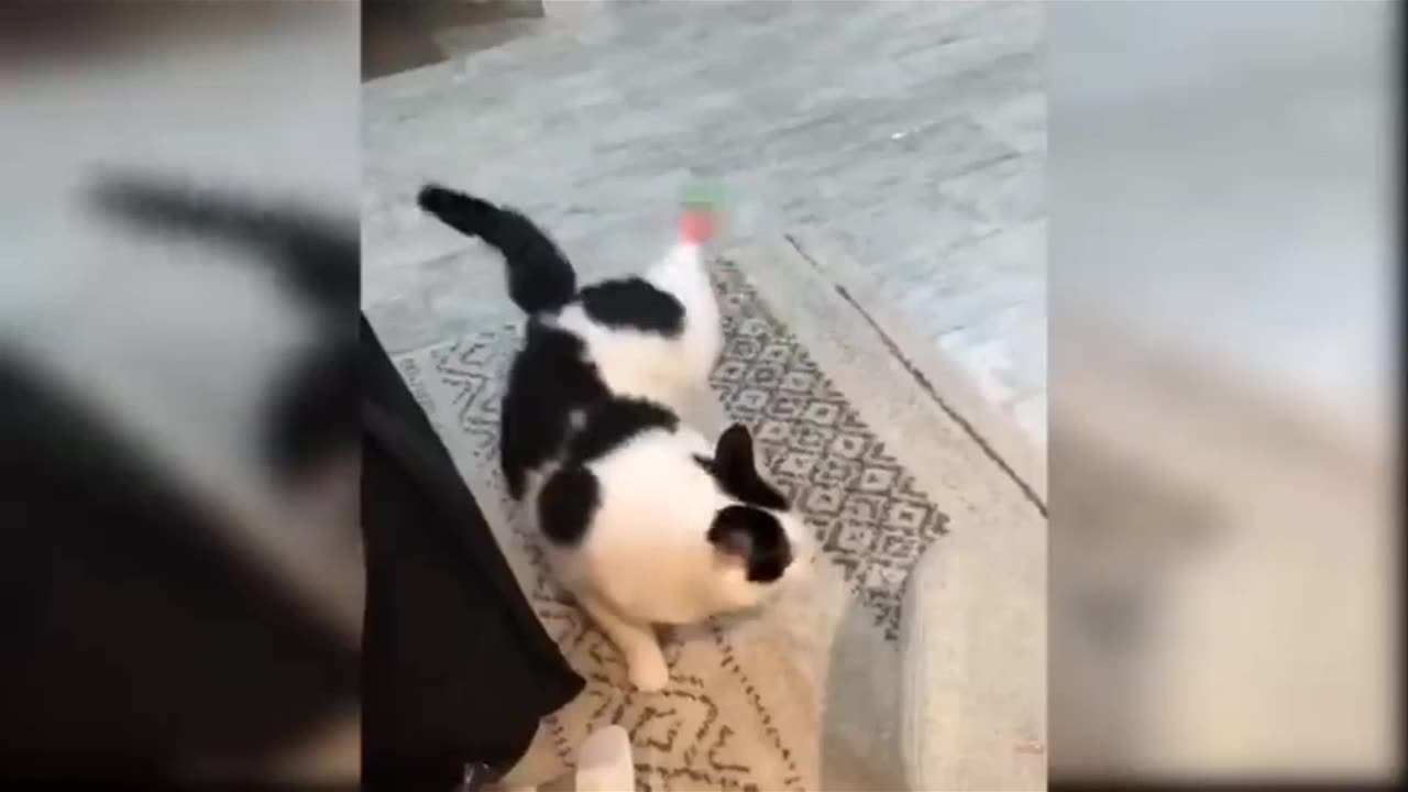 Dancing cat