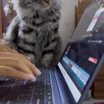 Full attention at work