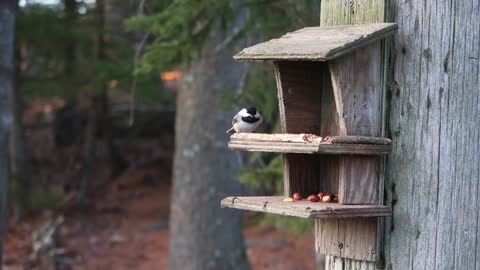 Birdie Flying Around Bird Feeder