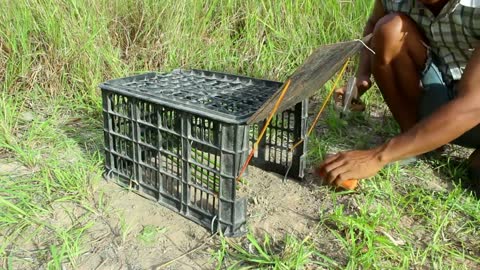 Simple Rabbit Trap Technique Build Easy Rabbit Trap using plastic