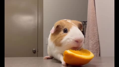 Little bamboo rat eating an orange. (There is a version with a boy's voiceover.)