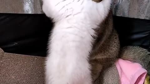 Little kitten baby funny with cat mom