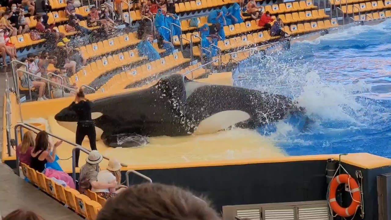 Orca show Tenerife