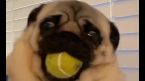 Dog biting boll 🤣🤣🤣🐶