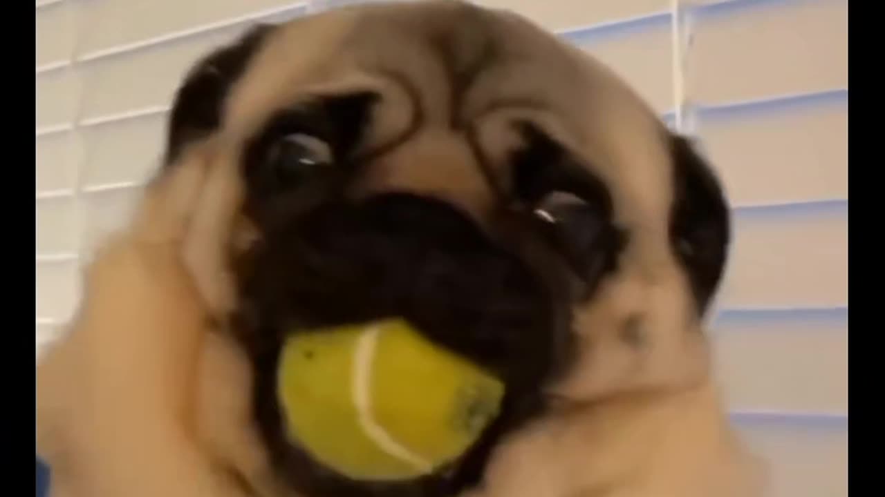 Dog biting boll 🤣🤣🤣🐶