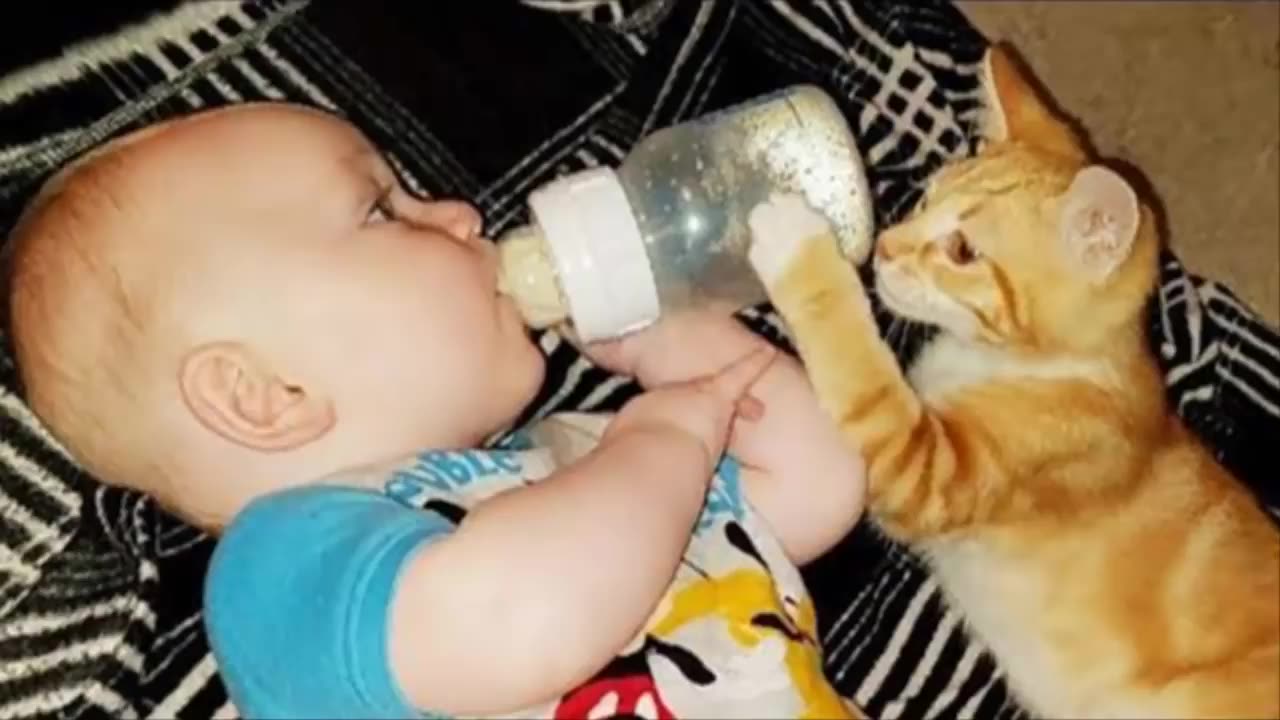 cats protecting and taking care babies video.