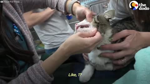 Cat Became So Scared After This Huge Animal Starting Eating His Food | The Dodo