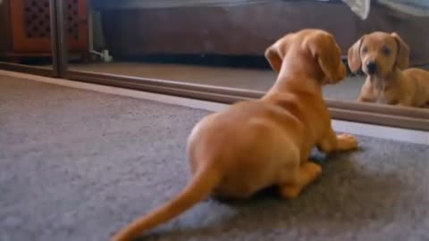 funny pets animal video 2022