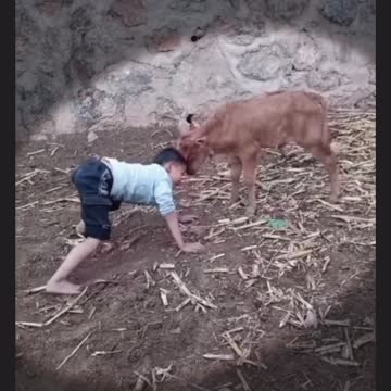 Boy butts a calf funny video