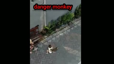 Monkey very danger