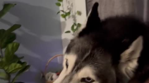 Meekathehusky talking with Grandma♥️