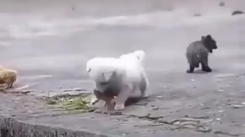 Cute Puppy with Cute Chicks #shorts #viral #shortsvideo #video