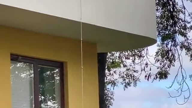 The cat told her to get ready