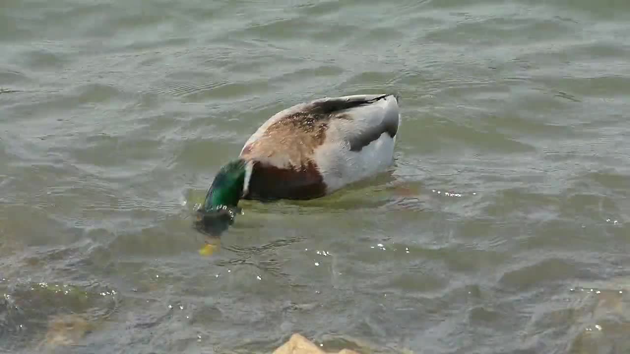 Drake Duck Water Bird Aquatic Animal Poultry