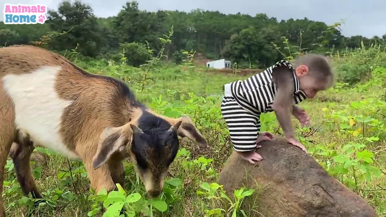 Bibi obedient helps dad feeds the goat