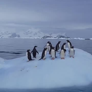 We swim a little, rest a little))