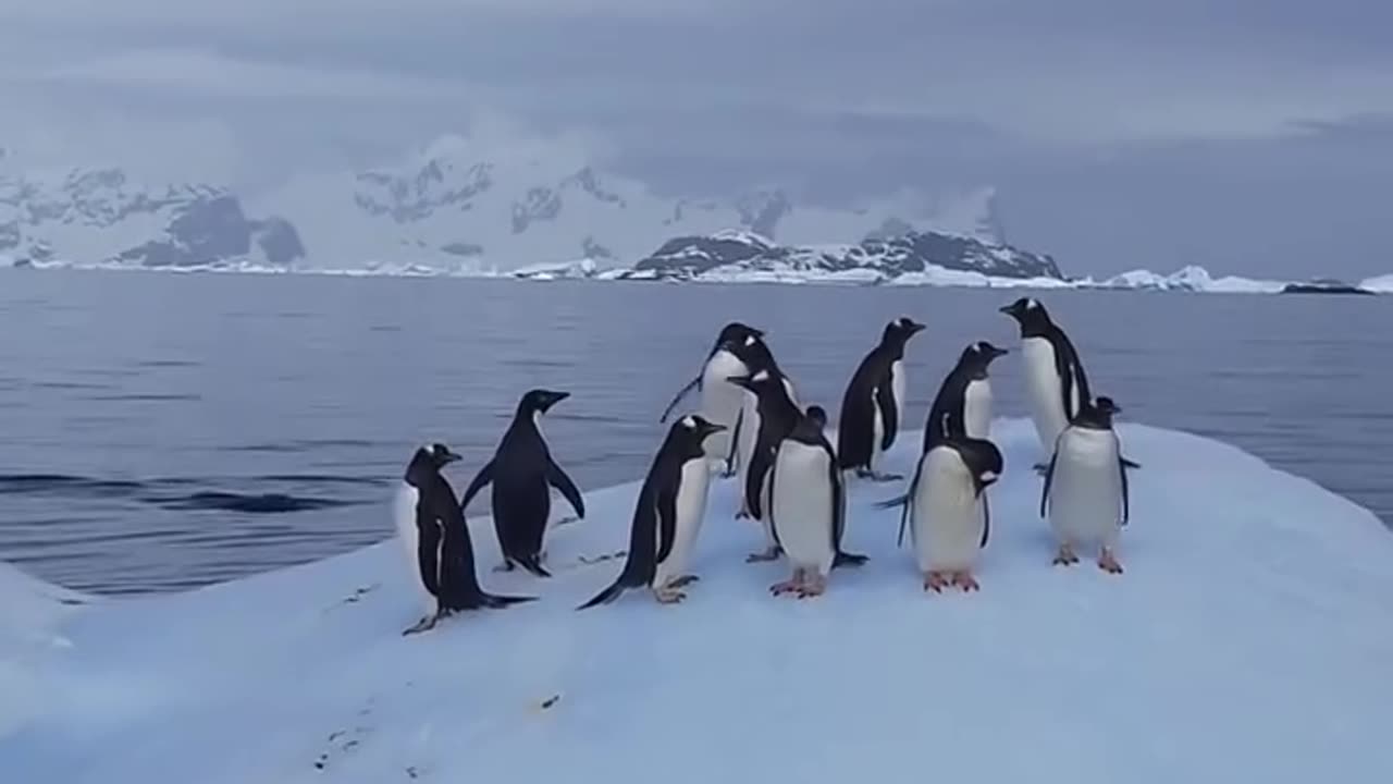 We swim a little, rest a little))