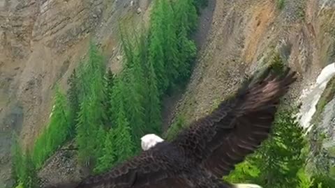 An eagle flies among the beautiful mountains | Орёл летит среди красивых гор