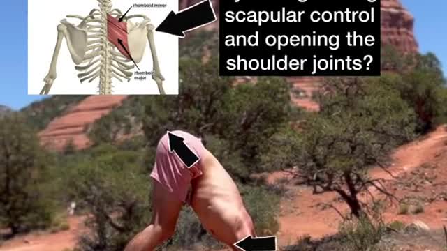 improve posture by strengthening scapular control and opening the shoulder joints?