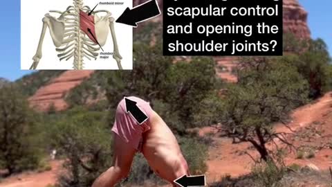 improve posture by strengthening scapular control and opening the shoulder joints?