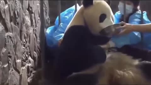 Humans steal panda cubs