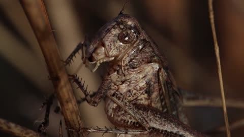 Have you ever seen grasshoppers eat?