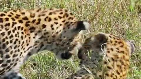 Cute Leopard Cubs 🐆