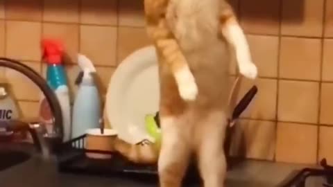 funniest cats videos 2023