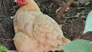 OMC! How happy is this hen to just relax hidden in the Lilac bushes? #chickens #hens #shorts #lilacs