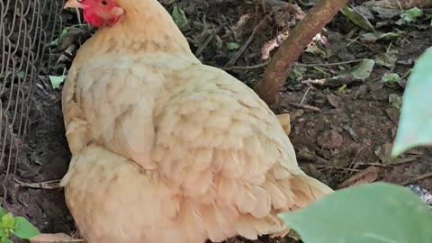 OMC! How happy is this hen to just relax hidden in the Lilac bushes? #chickens #hens #shorts #lilacs