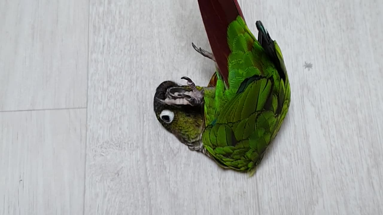 The conure doing acrobatics