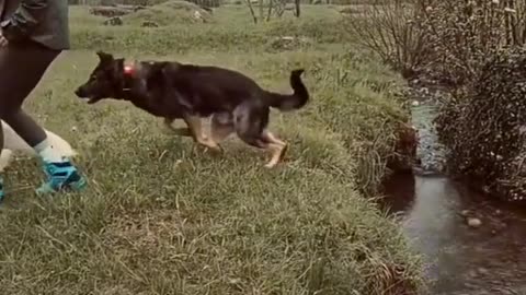 Dog impressively train