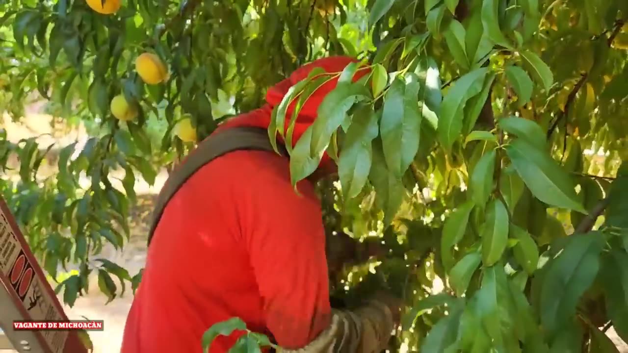 How American Farmers Produce Billions Of Peaches - Amreican Farming