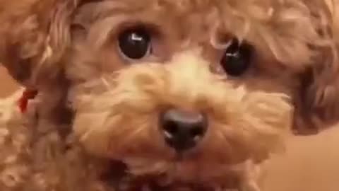 Your daily dose of funny cute dogs #relaxmydog #funny #dogs #funnydogs #compilation