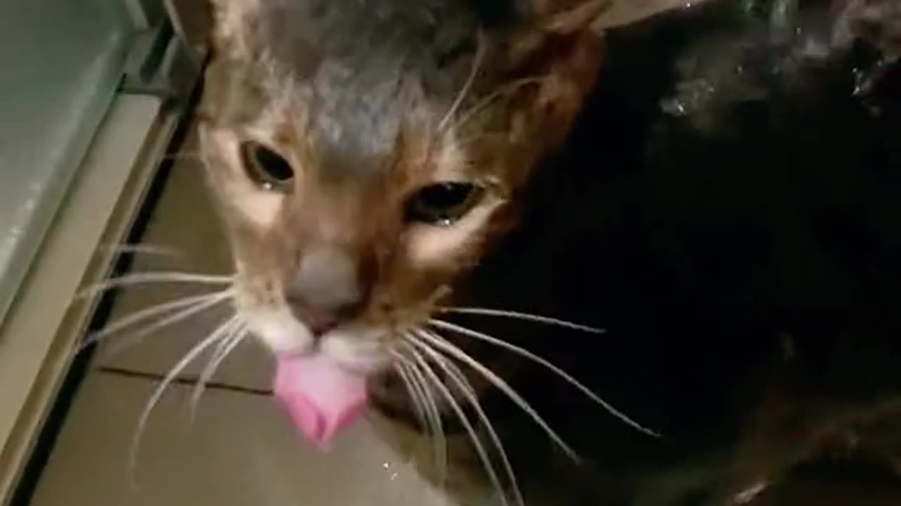 My cat loves to bath