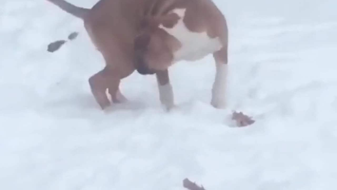 Who has a dog dance like that 😂🤣#shorts