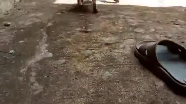 So funny cat 🙀