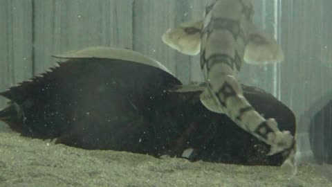 Horseshoe Crabs and Catsharks