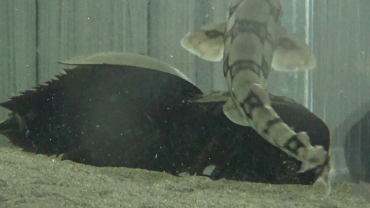 Horseshoe Crabs and Catsharks