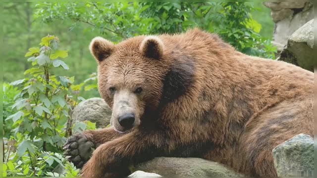 Big Brown Bear Lying On Rocks Brown Bear