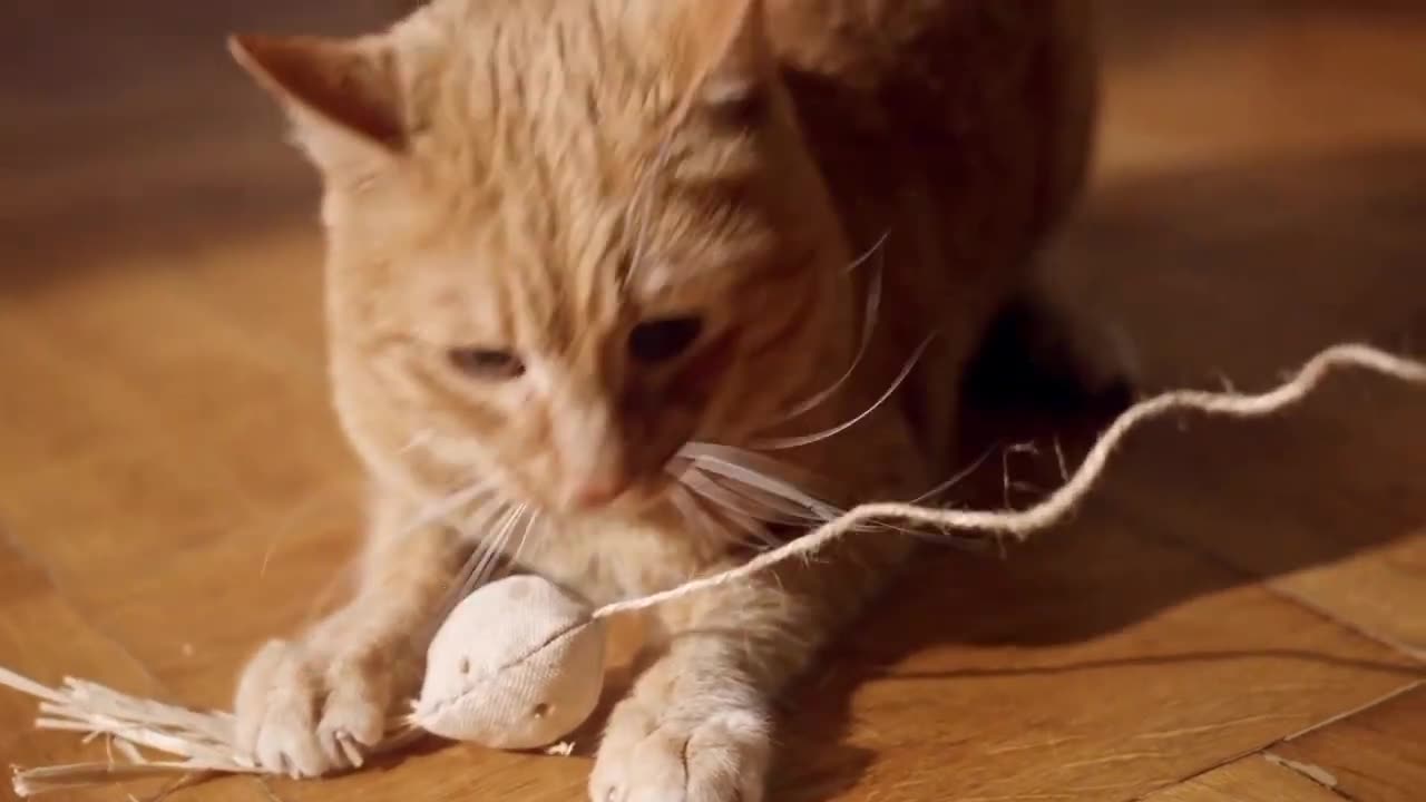 Cute cat 😍