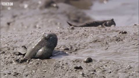 Mudskippers: The Fish That Walk on Land | Life | BBC Earth