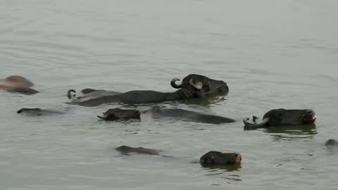 Buffaloes Cow Animal Pond