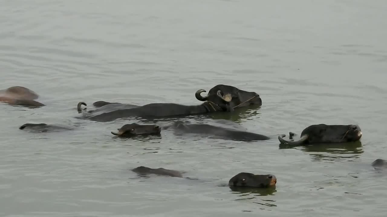 Buffaloes Cow Animal Pond