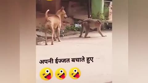 Funny animal/janwaron ki masti,