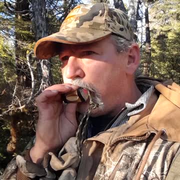 Calling Sitka black tail