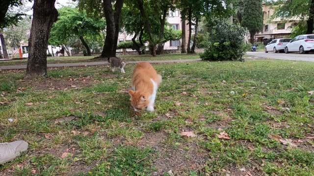 Beautiful cat with fluffy tail is so lovely but so timid