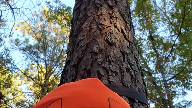 Hunting is our talent...